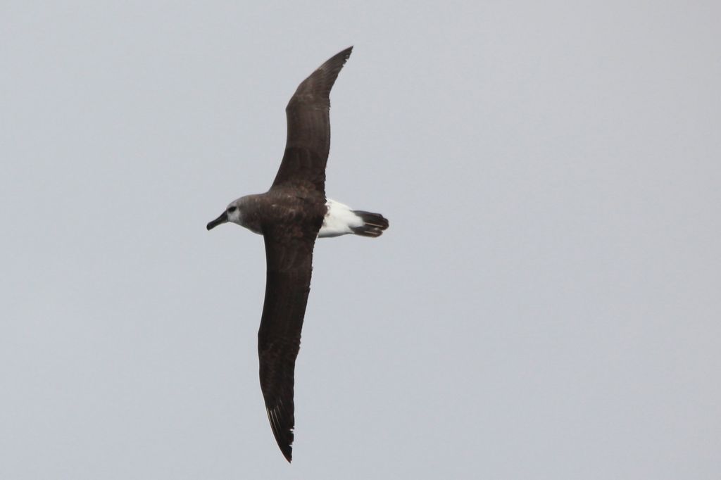 Grey Headed Albatross