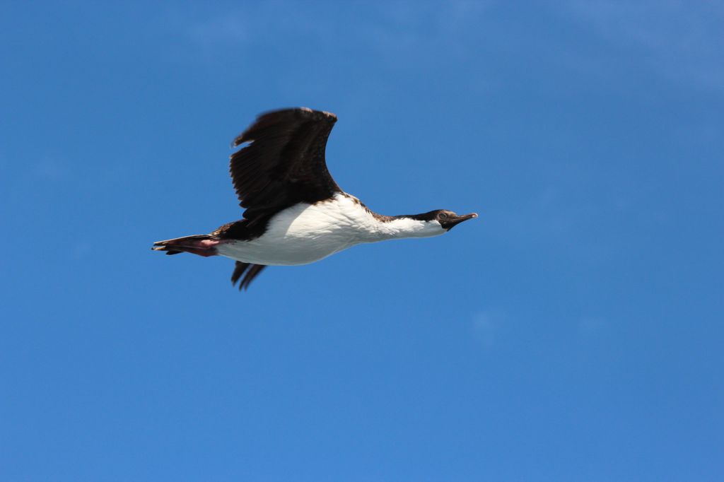 Blue Eyed Cormorant