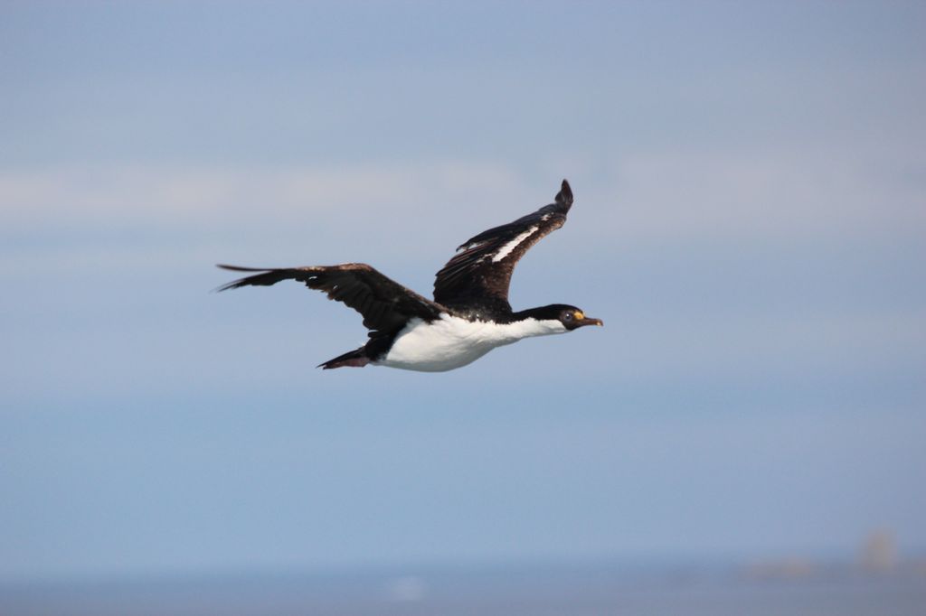 Blue Eyed Cormorant