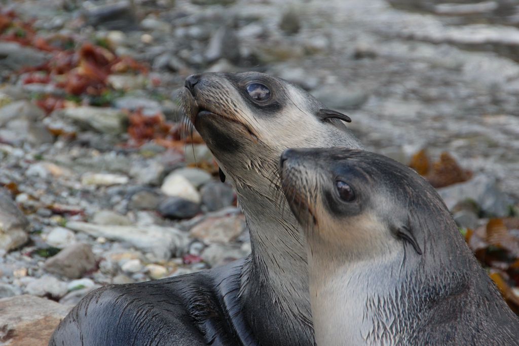 Fur Seal Pups