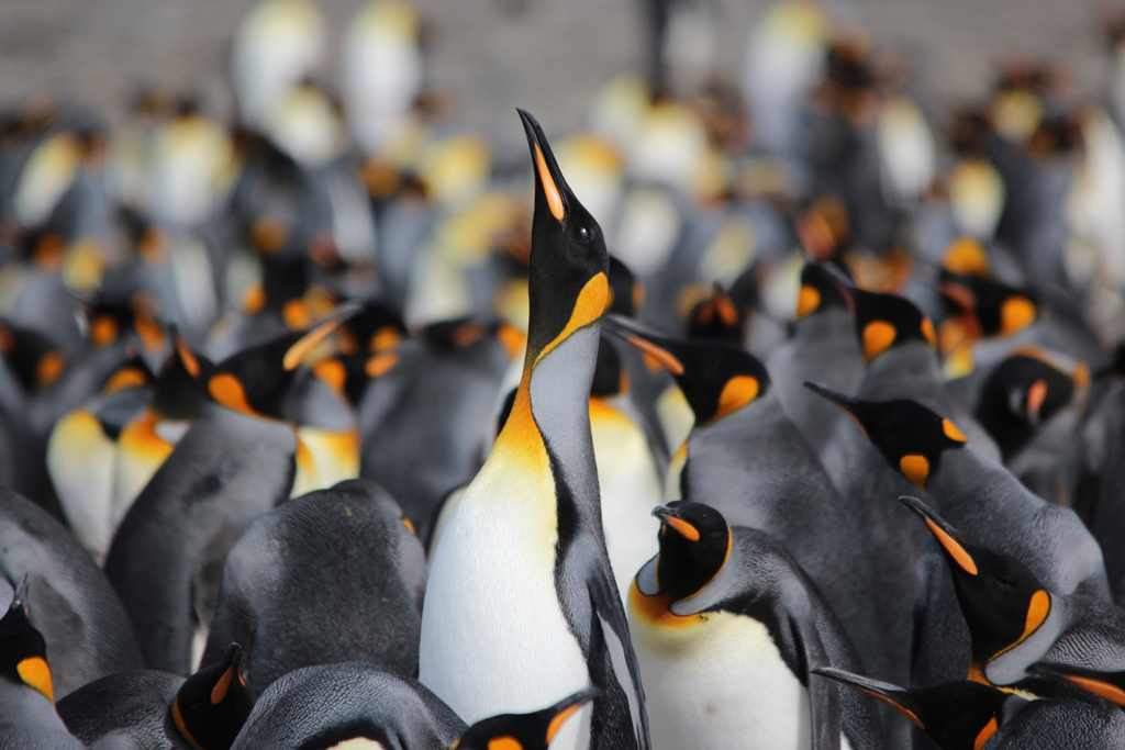 King Penguins, Fortuna Bay, South Georgia