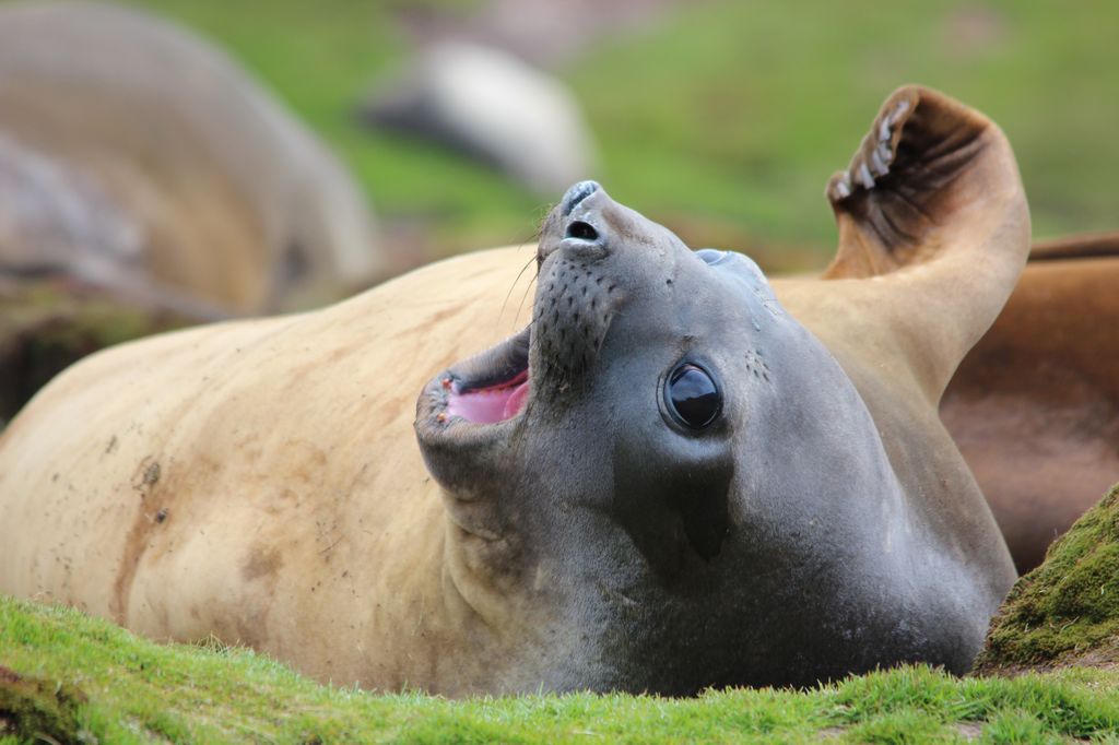 Elephant Seal, Stromness, South Georgia