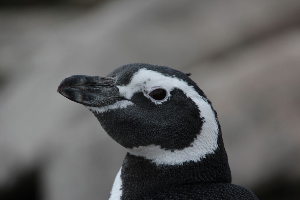 Magellanic Penguin, Carcass Island, West Falkland